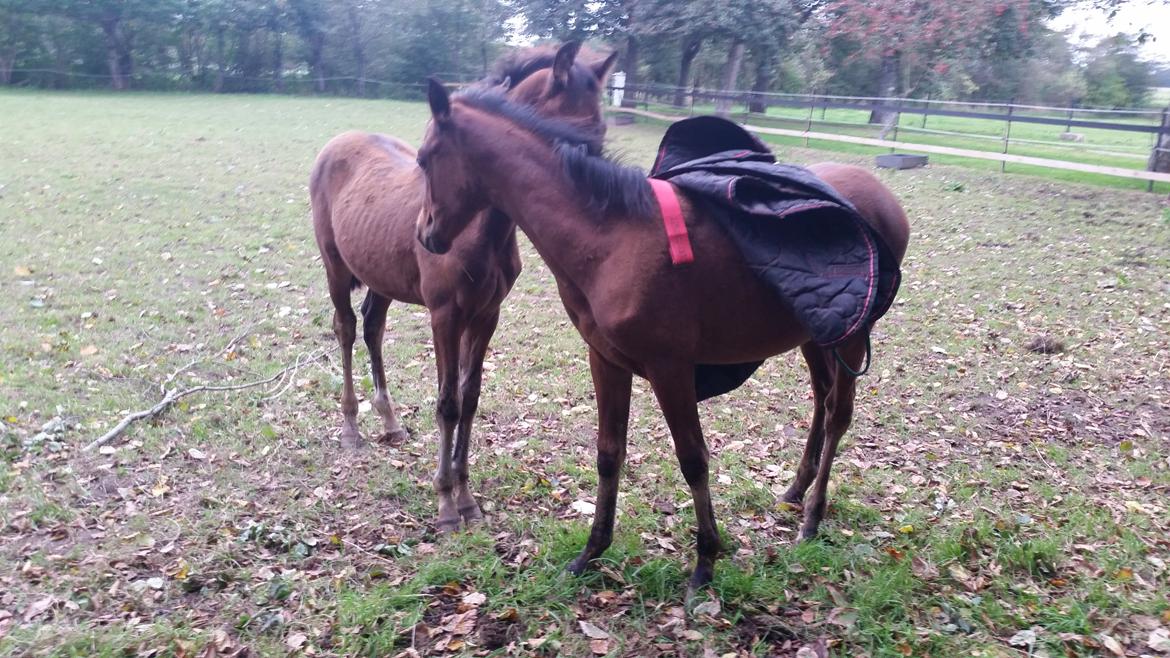 DSP Bjerring's day-dream - ha skulle det være noget jeg kan bære mors tøj mens søster får sit på ;-) billede 24