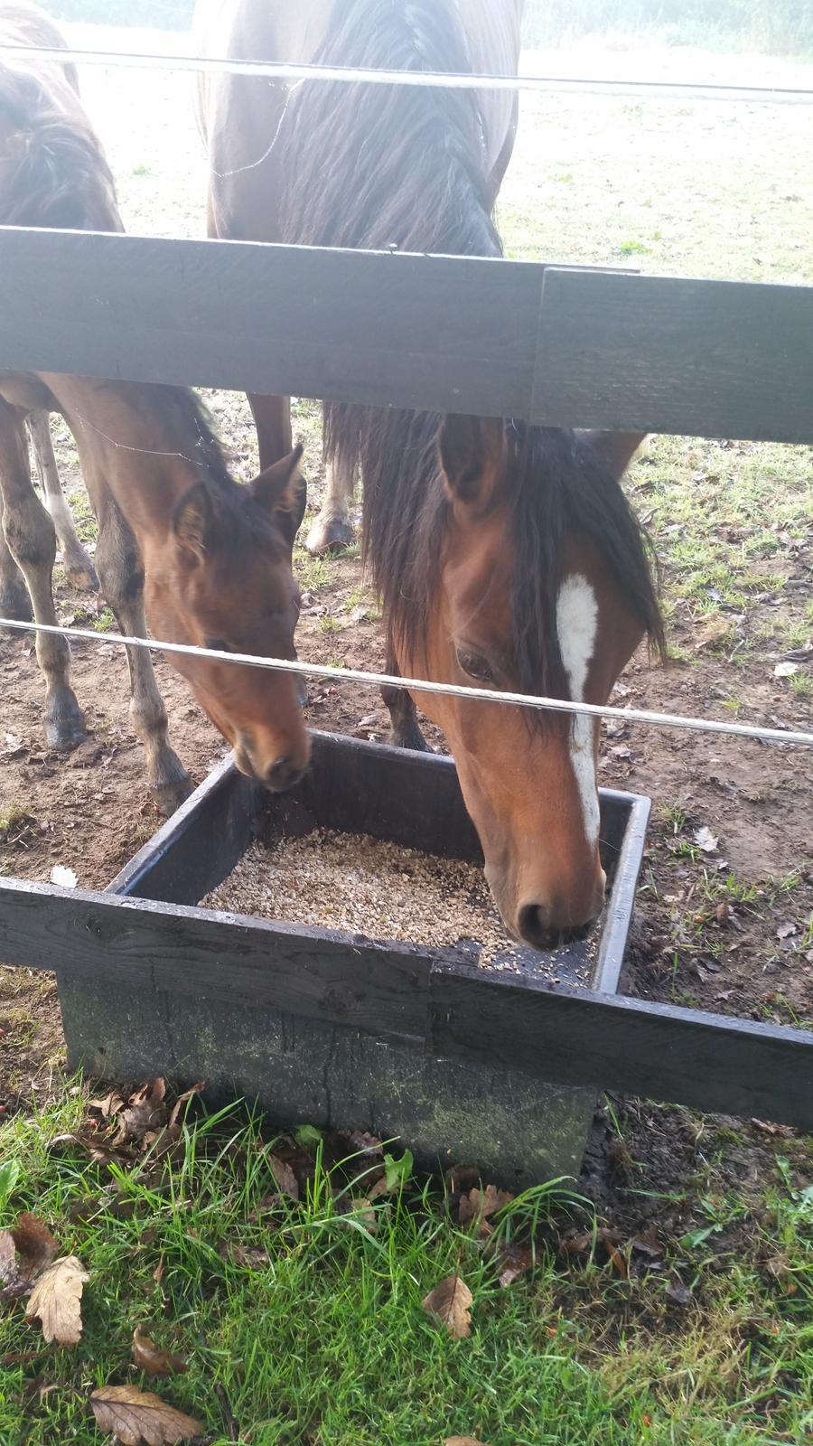 DSP Bjerring's Isis billede 17