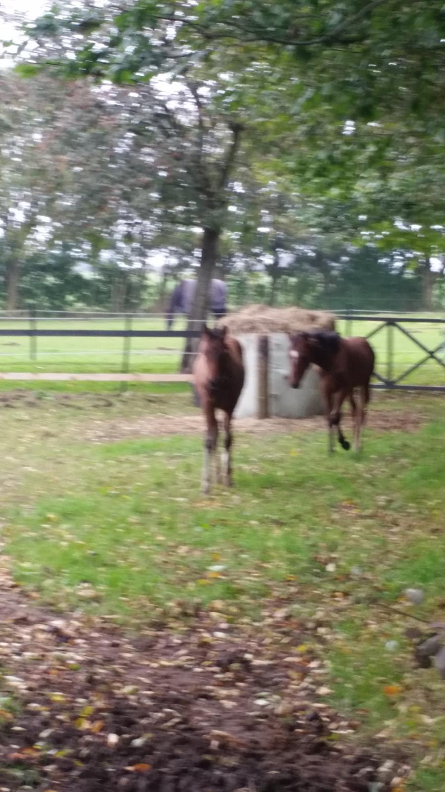 DSP Bjerring's Isis - mennesket troede vi var blevet stjålet fordi vi gik nede på marken mens vores mødre var oppe i skuret og få noget og drikke ;-) billede 18