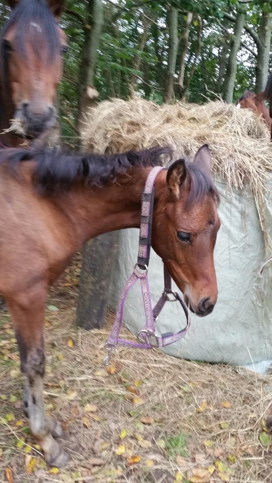 DSP Bjerring's Isis - Jeg tror mors tøj et lidt for stort ;-)? billede 19