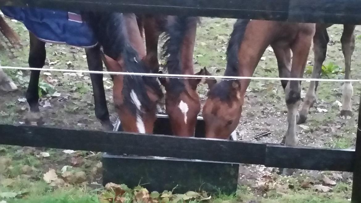 DSP Bjerring's Isis - Det er altid så hyggeligt og spise hos mormor og moster  billede 20