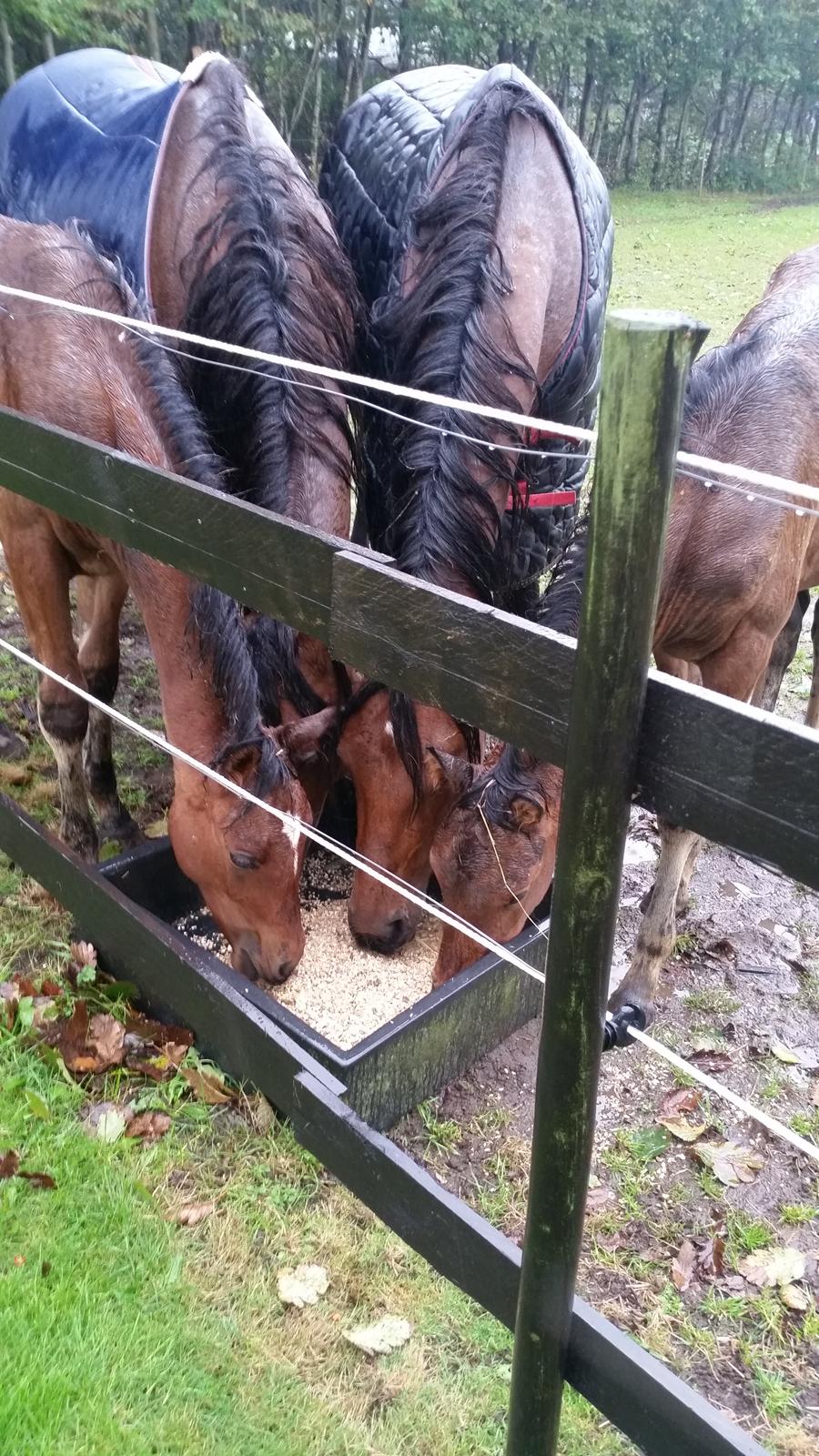 DSP Bjerring's Isis - familie frokost  billede 21