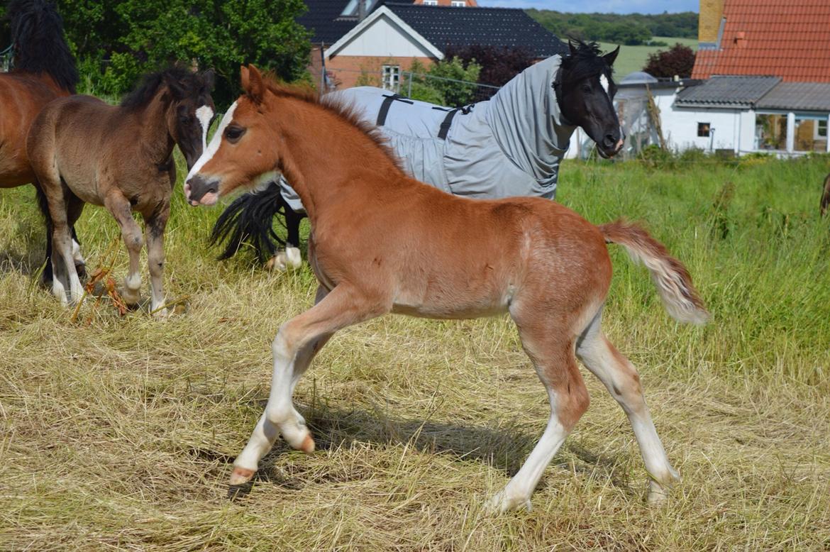 Welsh Pony af Cob-type (sec C) Noerrelide's Northern Light - 22 juni 2015, 2 måneder og 1 dag gammel billede 19