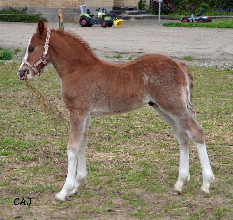 Welsh Pony af Cob-type (sec C) Noerrelide's Northern Light - 3 uger gammel Foto: Charlotte Jensen billede 20