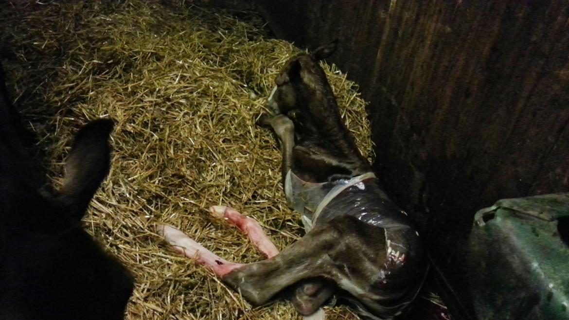 Dansk Varmblod Stormy time - Stormy få minutter gammel billede 2