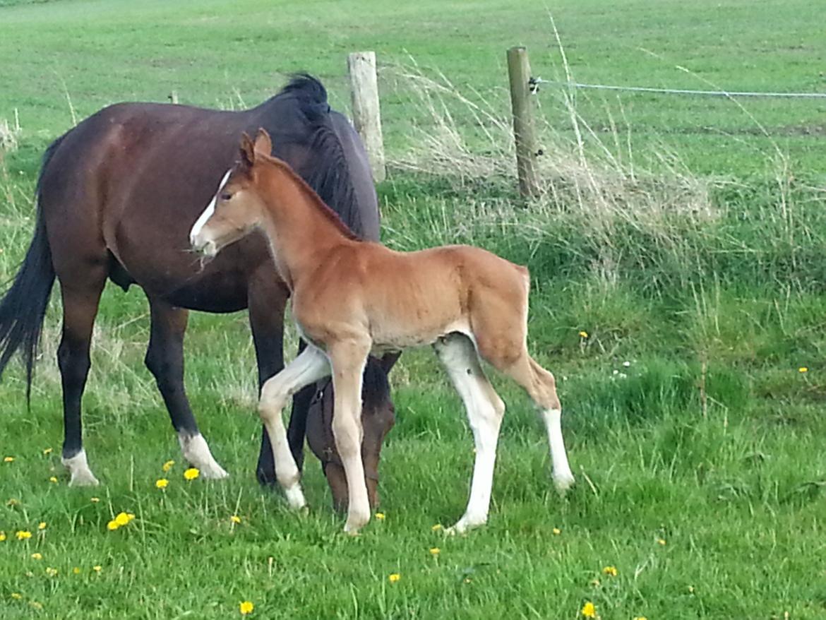 Dansk Varmblod Stormy time billede 3
