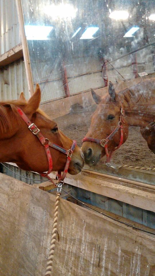 Dansk Varmblod Lorenz - Elmbo billede 10