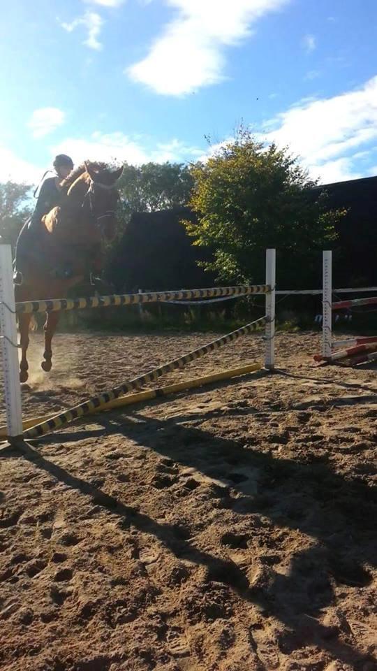 Dansk Varmblod Lorenz - Elmbo - 130 cm - stjernehest! <3 billede 8