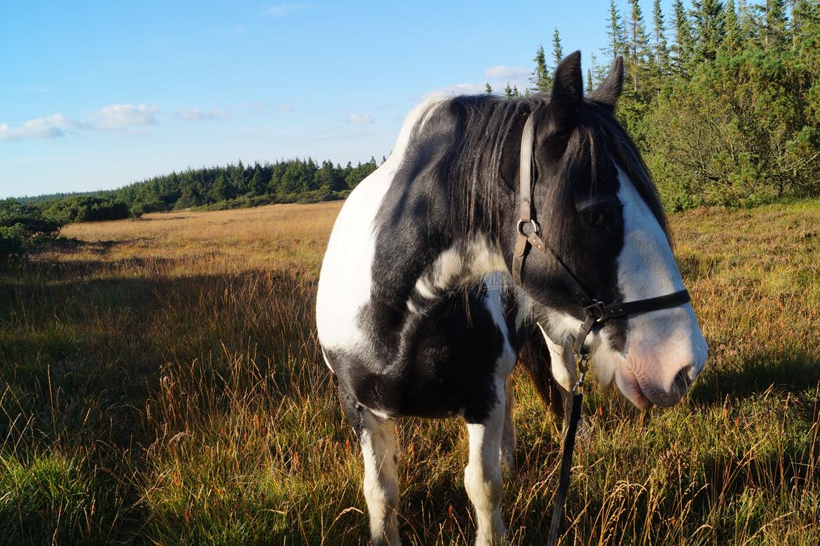 Irish Cob Sultan. **Himmelhest 2020** billede 20