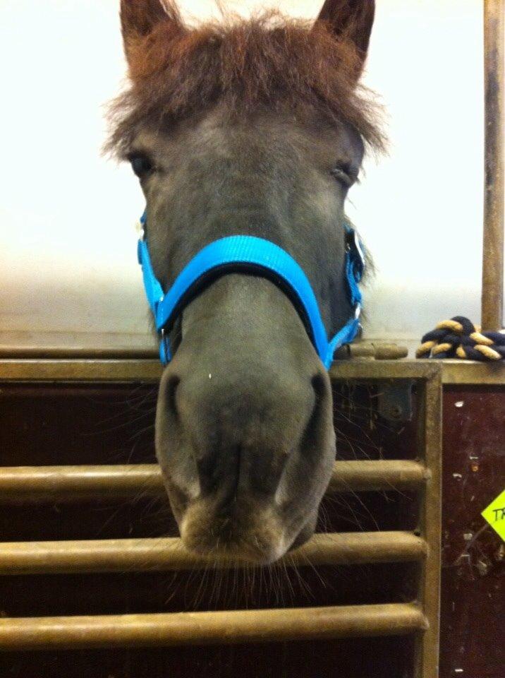 Anden særlig race Trille (opr. Innocent Girl) Tidl. Part - Halløjsa... billede 2