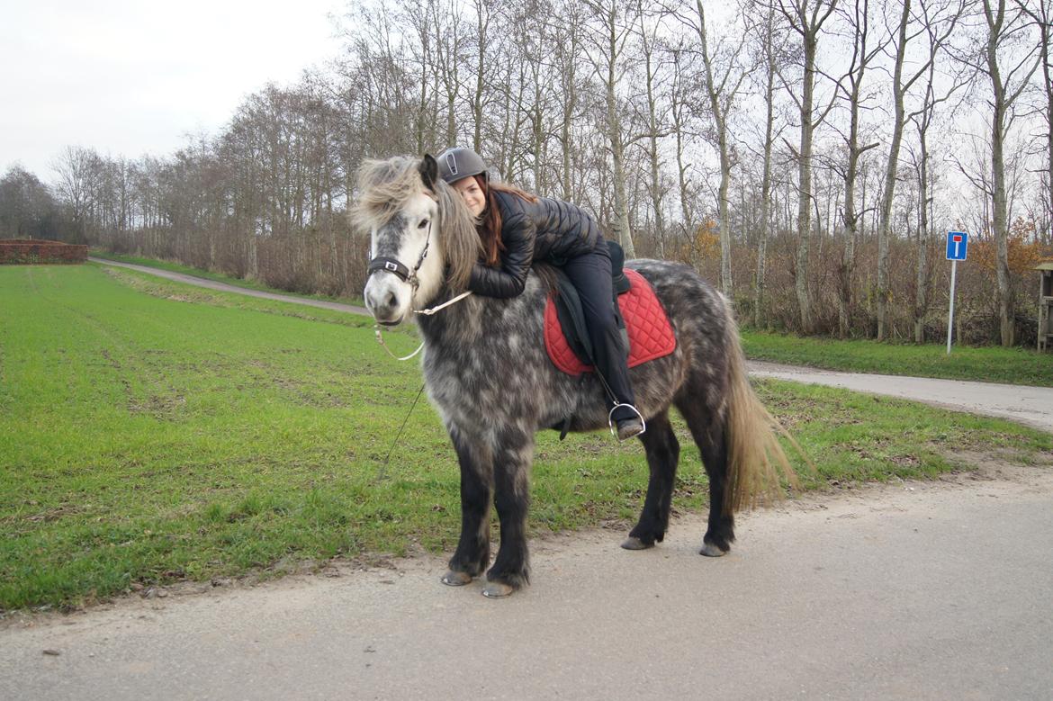 Islænder Markús fra Vestergaard billede 8