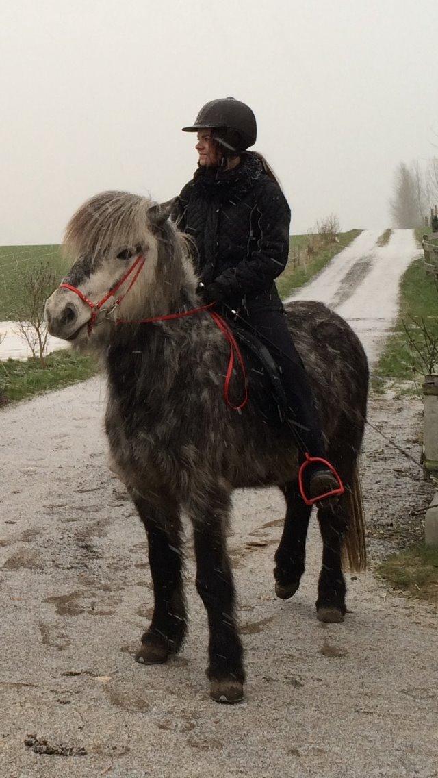 Islænder Markús fra Vestergaard billede 11