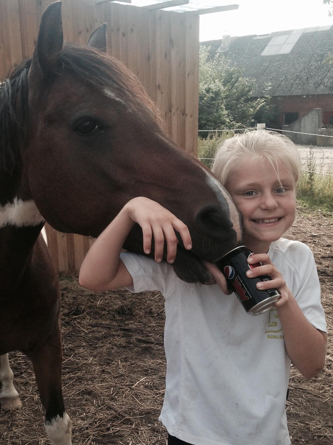 Anden særlig race Armani  - Laura og Armani deler cola 😣 september '15 billede 23