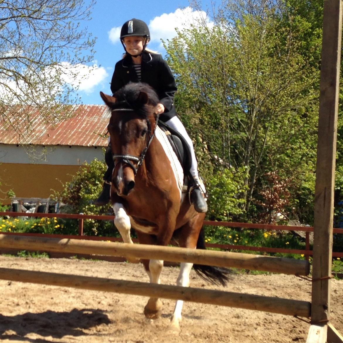 Anden særlig race Armani  - Laura og Armani springer 60. Sommer '15 billede 24