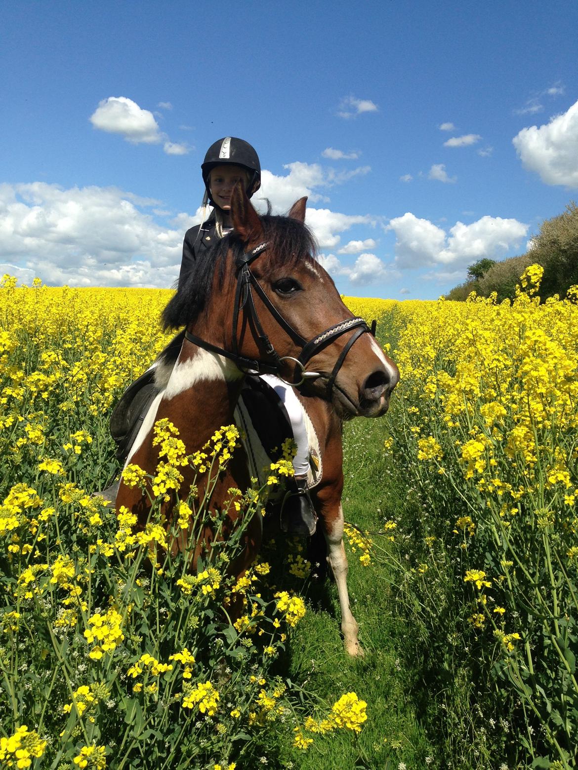 Anden særlig race Armani  - Rapsmarken sommer '15 billede 25