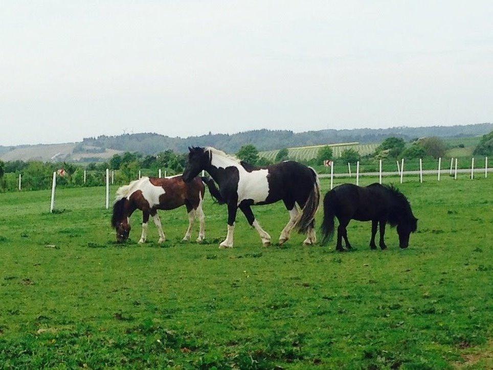 Anden særlig race Armani  - Drengene på folden sommer 14 billede 10