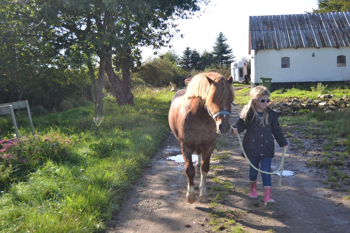 Welsh Mountain (sec A) Llwynneath Emlyn billede 5