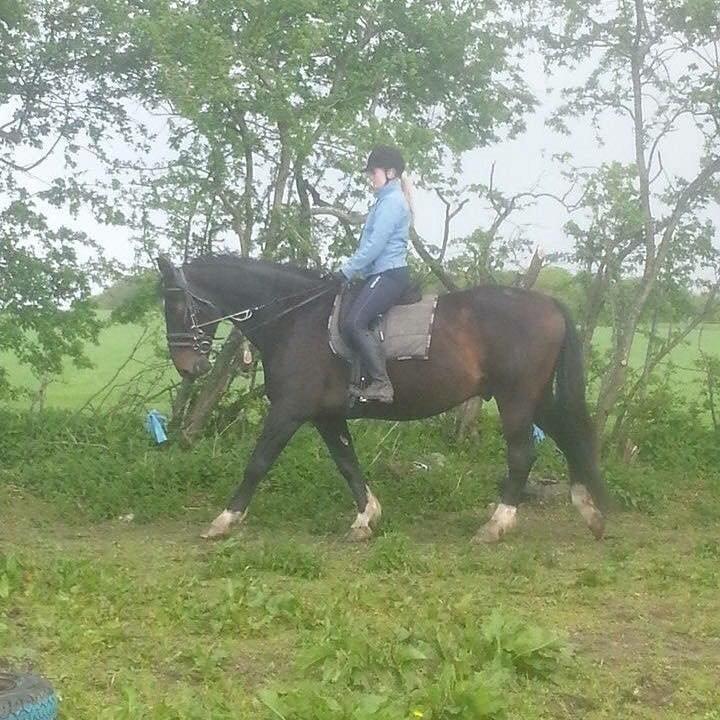 Oldenborg Tzigane - Tzigane med sin nye sadel <3 billede 7