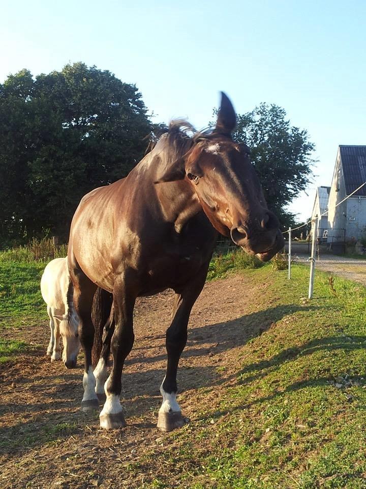 Oldenborg Tzigane - Lånt af ejer - taget i 2014 billede 5