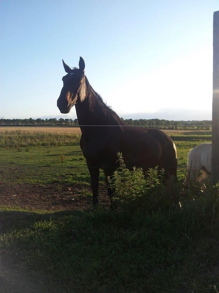 Oldenborg Tzigane - Lånt af ejer - taget i 2014 billede 6