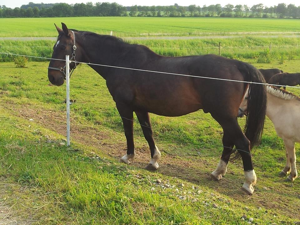 Oldenborg Tzigane - Lånt af ejer - taget i 2014 billede 8