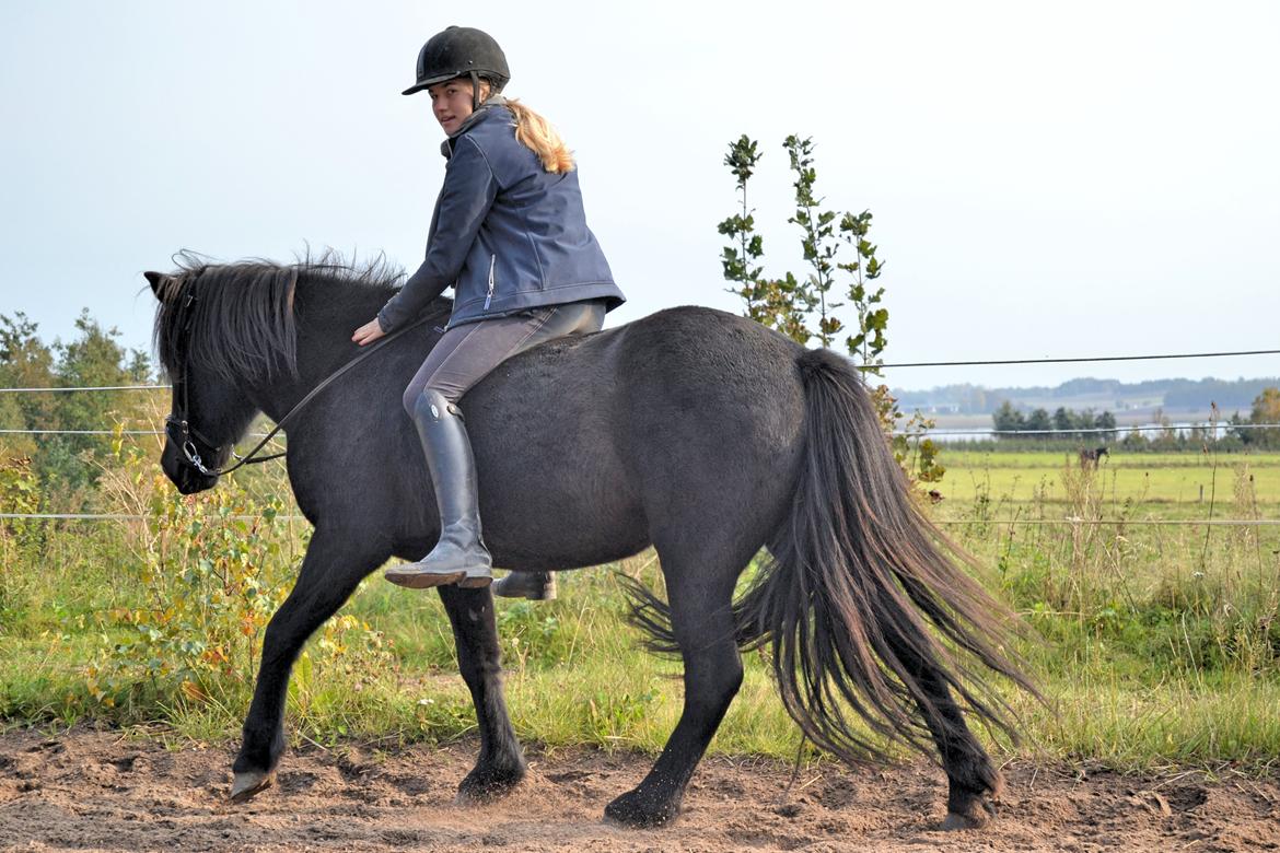 Islænder Aska fra Kringlan  - <3 - oktober 2015 billede 5