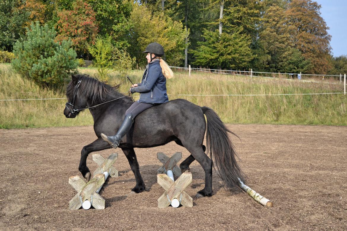 Islænder Aska fra Kringlan  - Trav over bomme, uden sadel - oktober 2015 billede 6