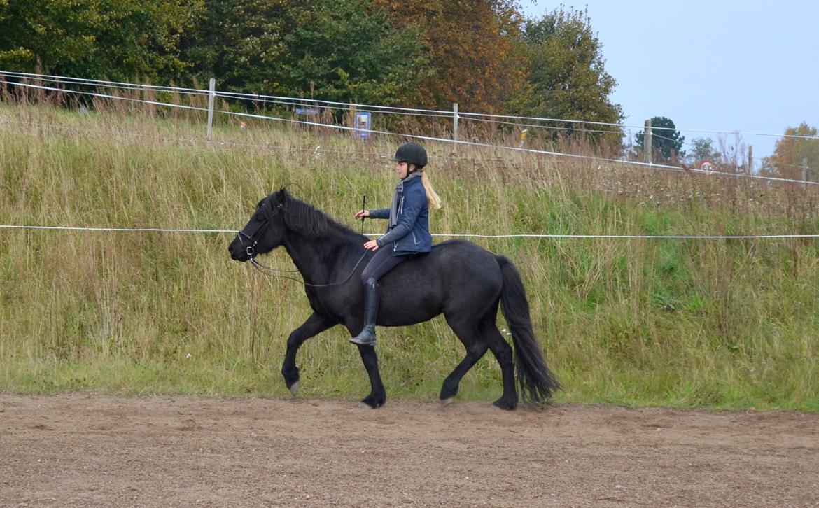 Islænder Aska fra Kringlan  - Lidt mere uden hænder/uden sadel - oktober 2015 billede 15