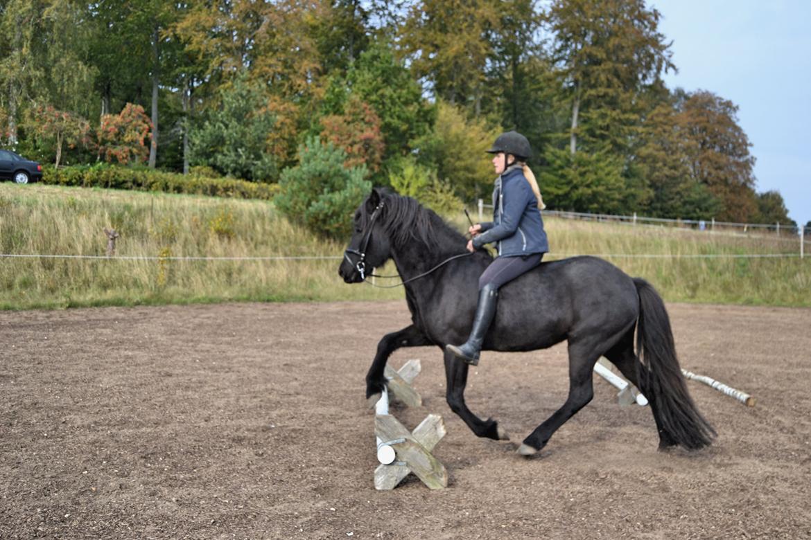 Islænder Aska fra Kringlan  - Lille spring - oktober 2015 billede 16