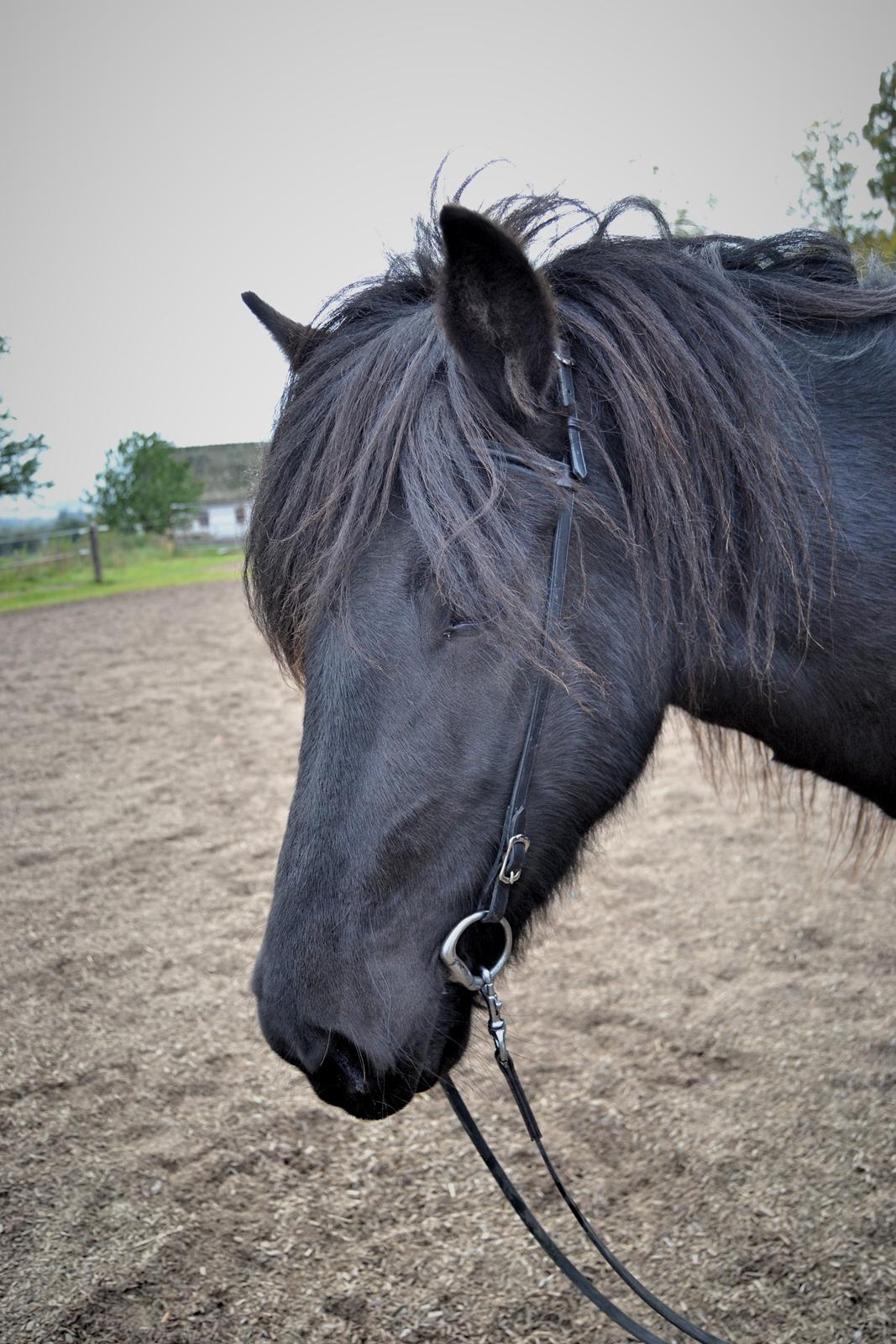 Islænder Aska fra Kringlan  - Oktober 2015 billede 4