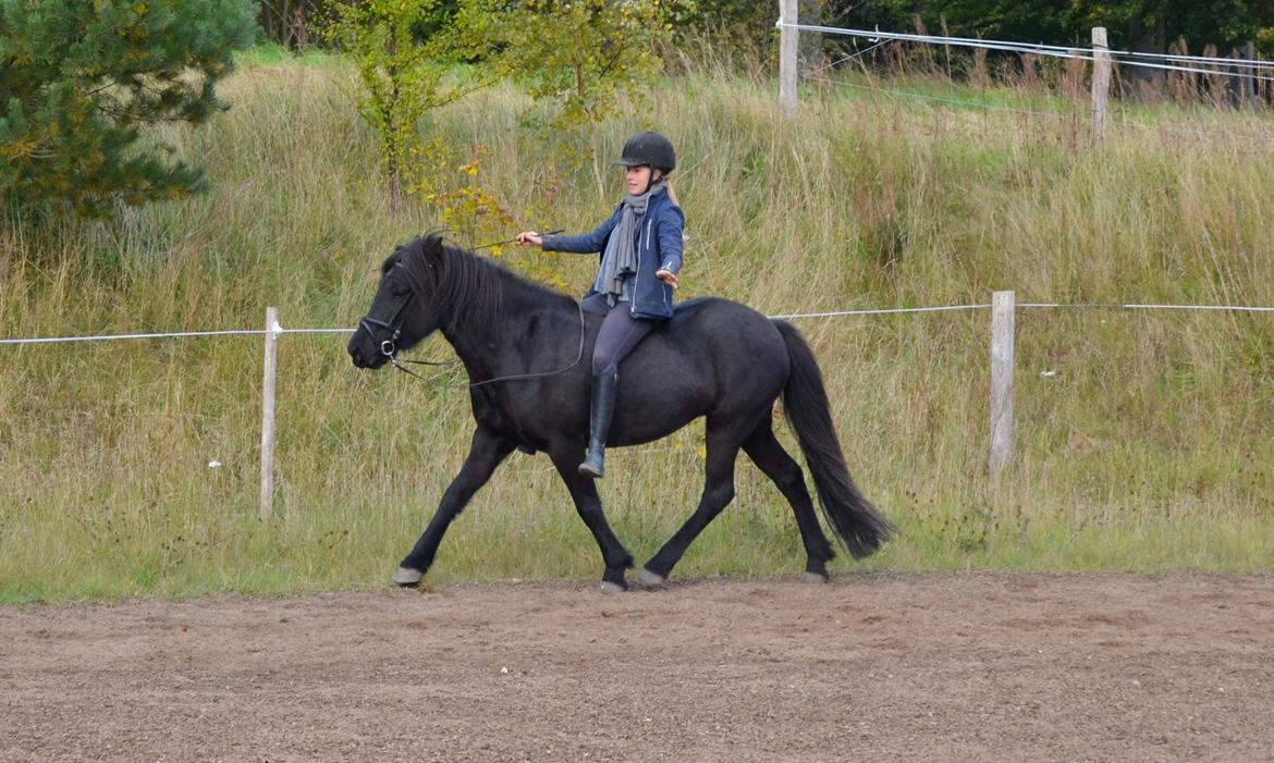 Islænder Aska fra Kringlan  - Oktober 2015 billede 17