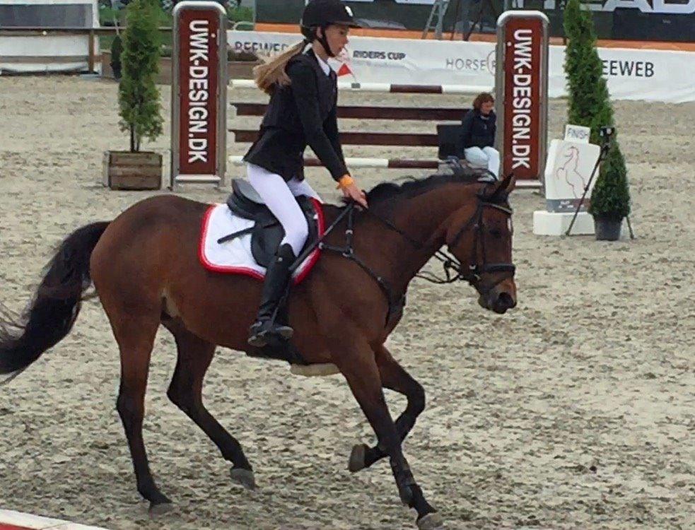 DSP Bæklunds Arquette - dejlige pony til DM hold <3 billede 12