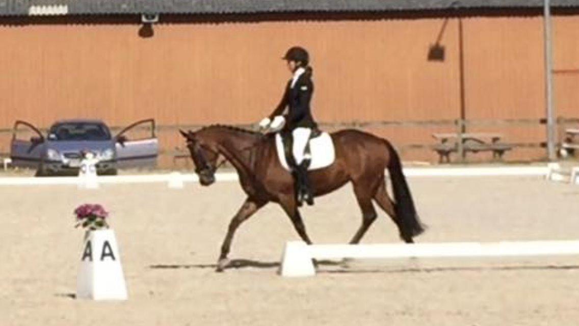 DSP Bæklunds Arquette - klubmesterskab 2015 med 68,5% billede 13