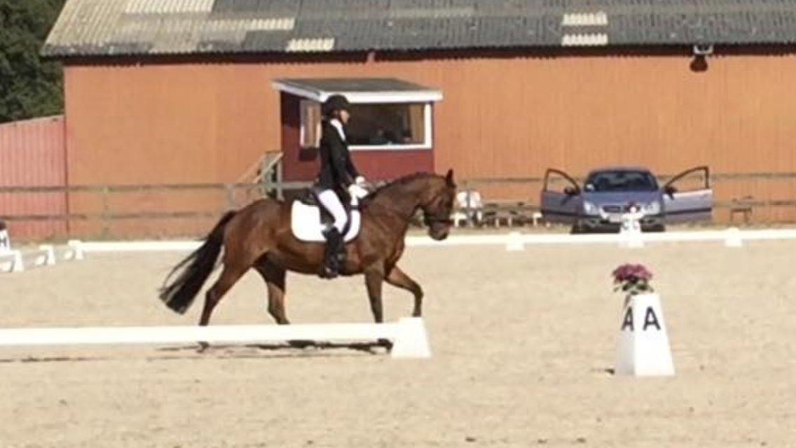 DSP Bæklunds Arquette - klubmesterskab 2015 med 68,5% billede 14