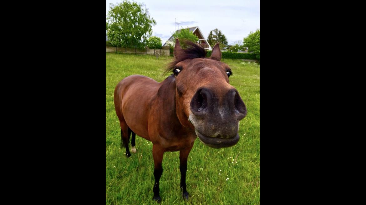 Anden særlig race Dücell - Den smukke pige nyder sommeren billede 3