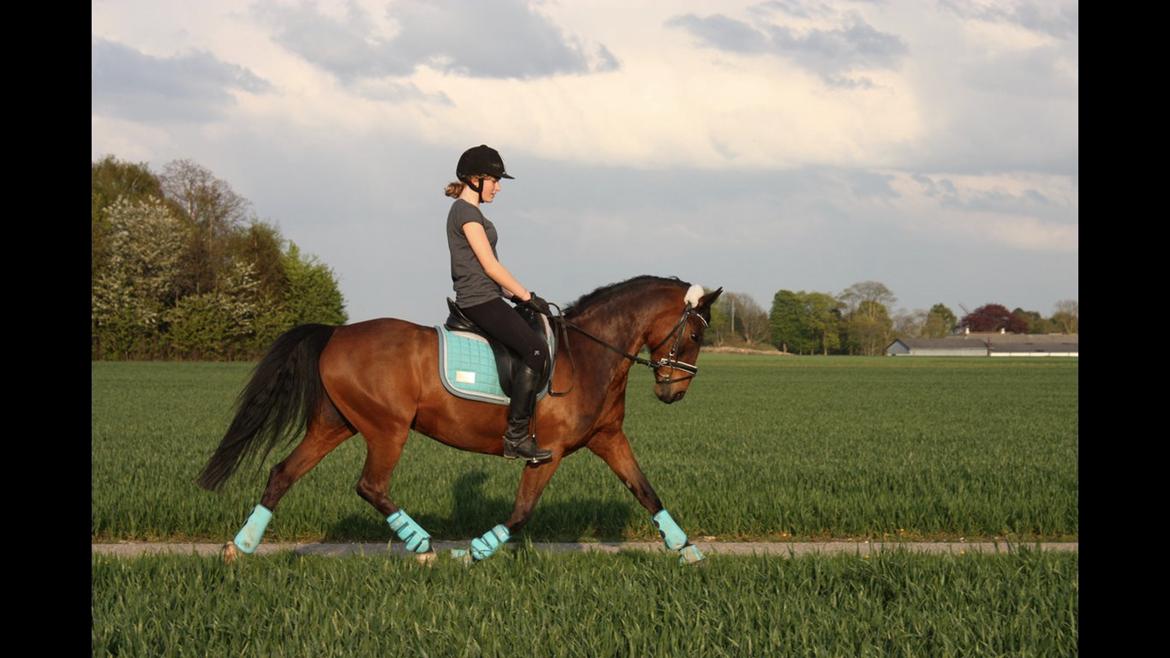 Anden særlig race Dücell - 18 but still going strong <33 billede 10