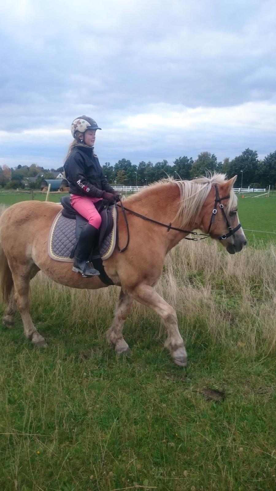 Haflinger Sonja billede 14