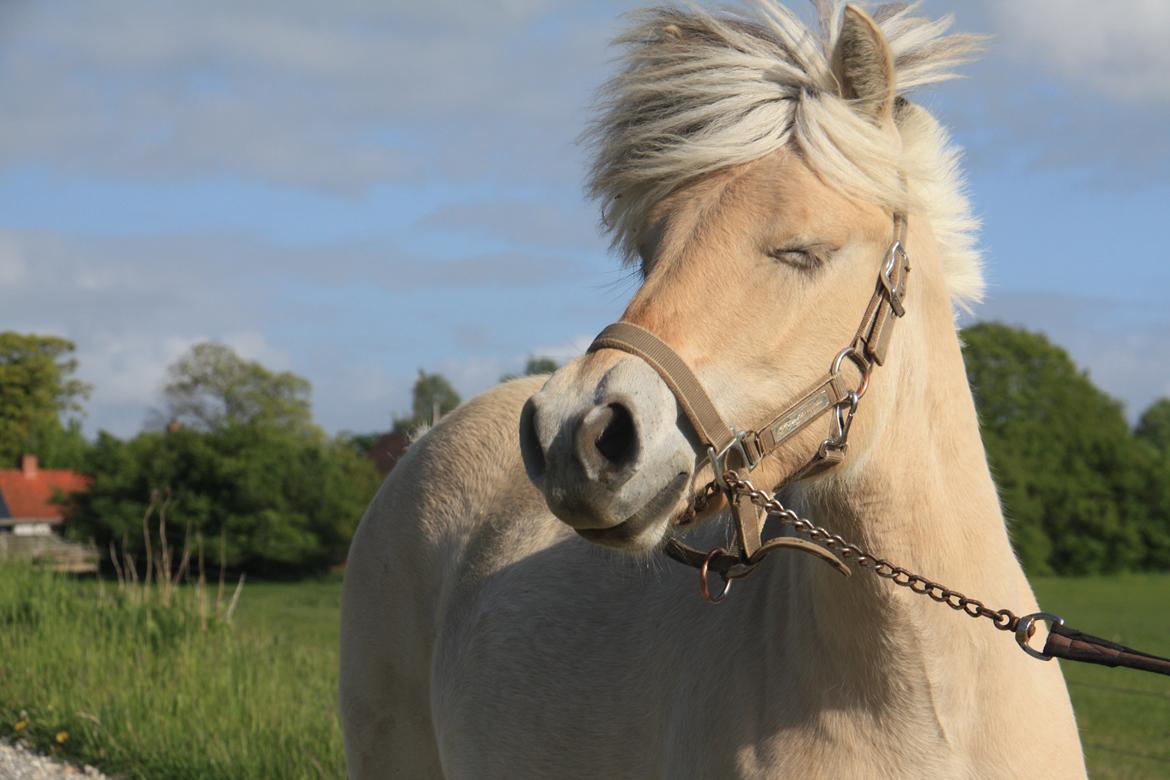 Fjordhest Hlif Godthaab - vriisk billede 2