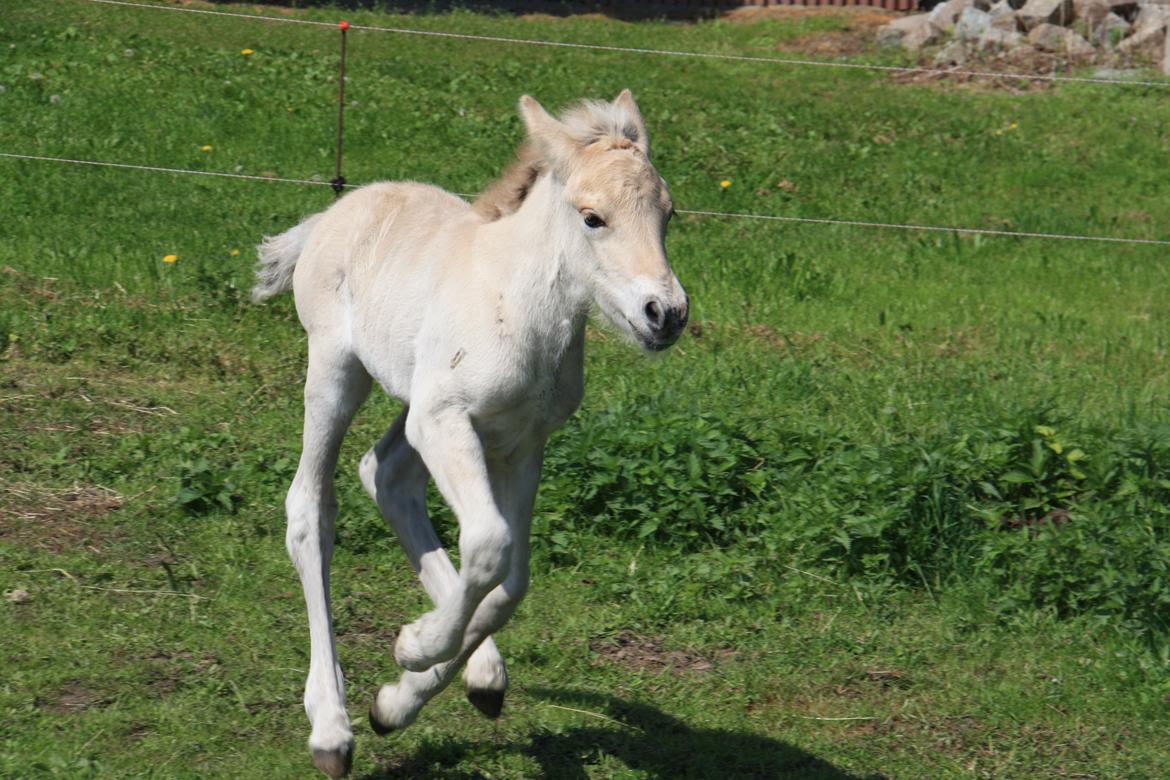 Fjordhest Hlif Godthaab - 3 dage gammel billede 14