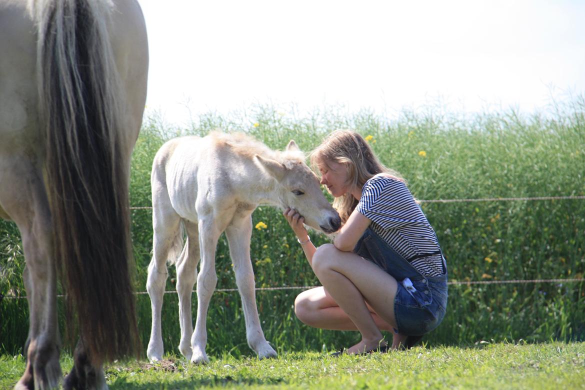 Fjordhest Hlif Godthaab billede 17
