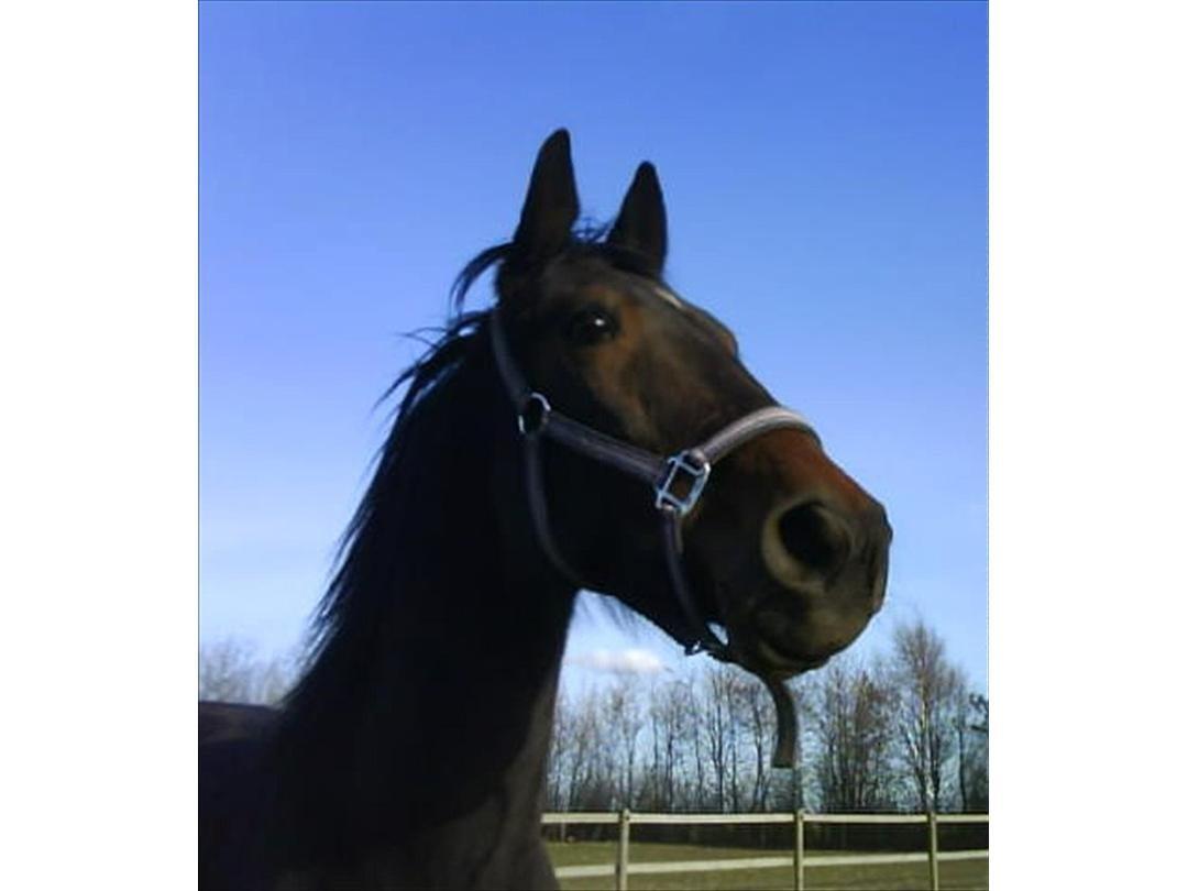 Traver Harley  - velkommen til Harley profil  billede 1