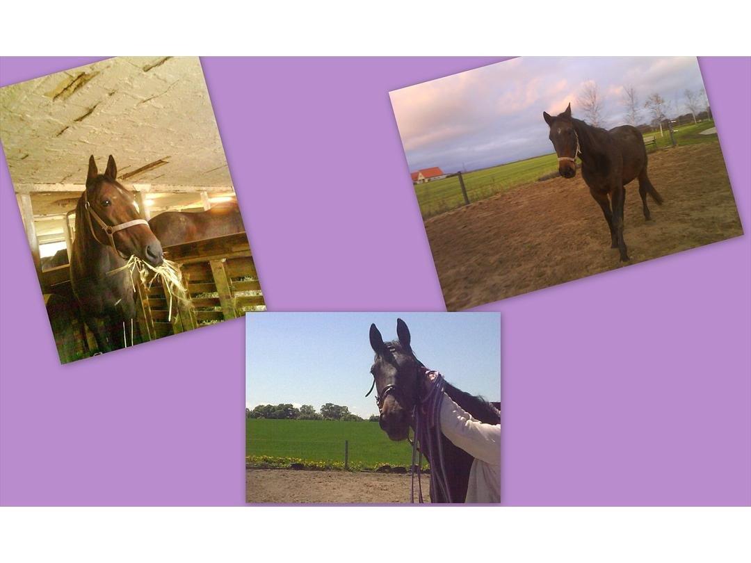 Traver Harley  - et billede jeg laver til ham  billede 3