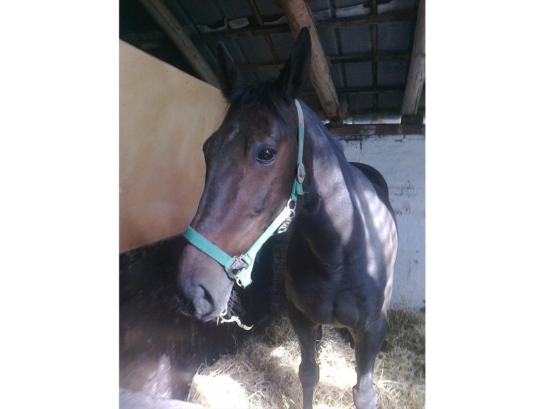 Traver Harley  - kan husk jeg tro ham hin og han haver fået nyt halm  billede 5