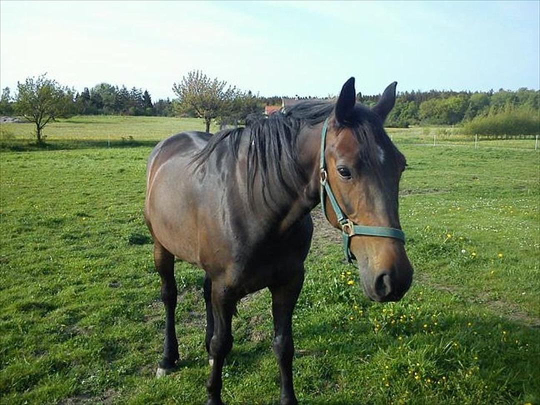 Traver Harley  - på sommerferie  billede 6