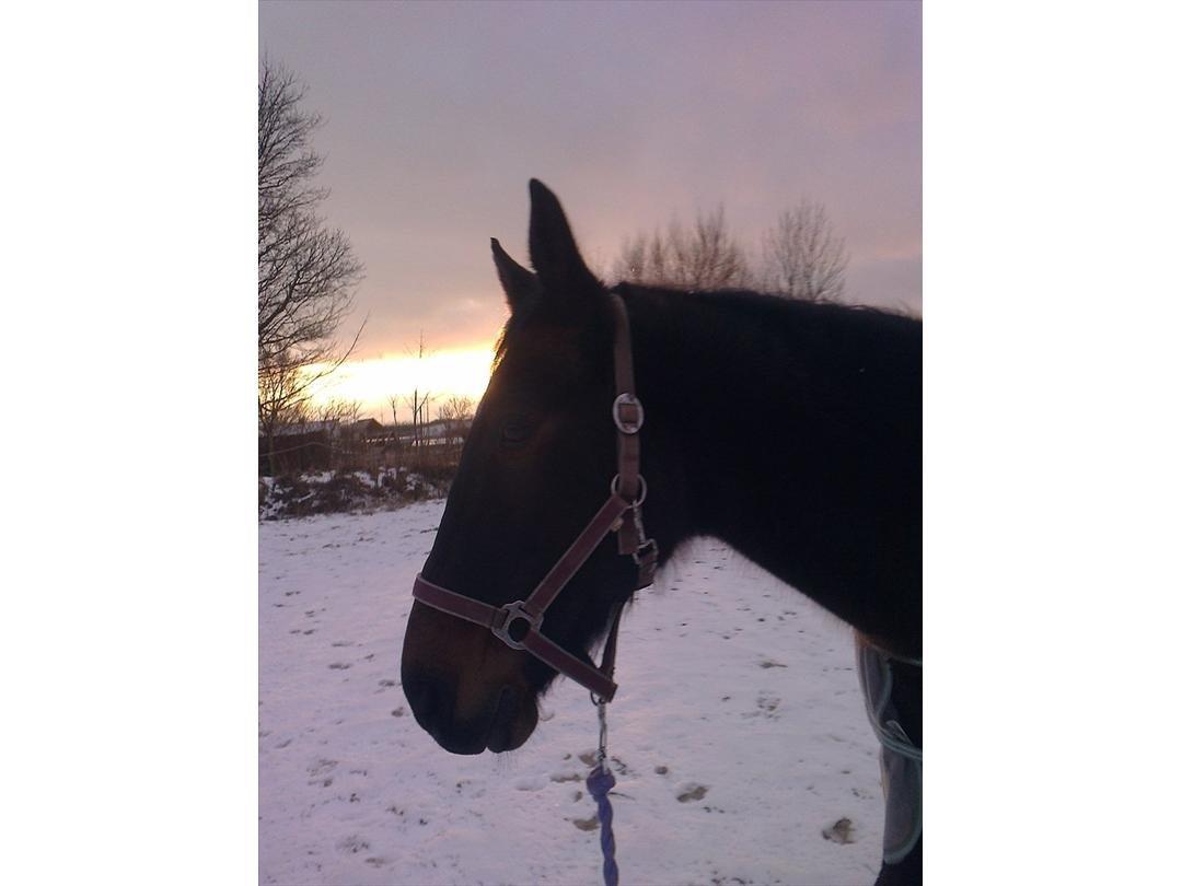 Traver Harley  - god gå tur billede 10