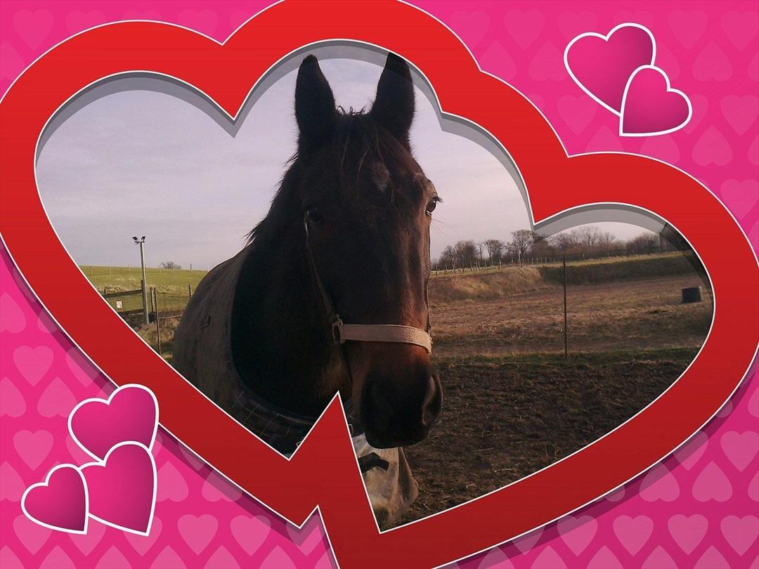 Traver Harley  - et billede jeg laver til ham billede 12