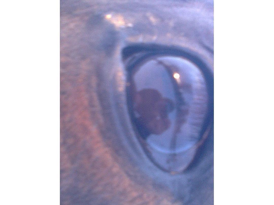 Traver Harley  - elsker hans øjne  billede 13