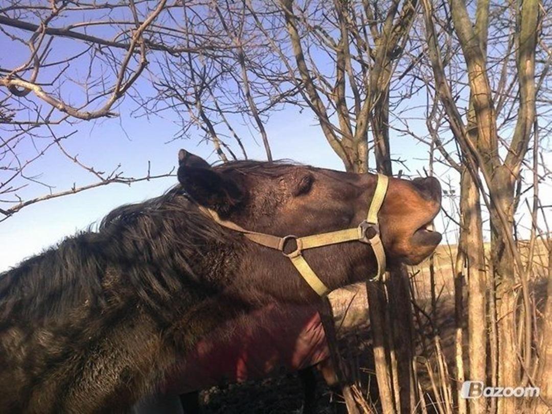 Traver Harley  - Han prøve mors lapomand  billede 16