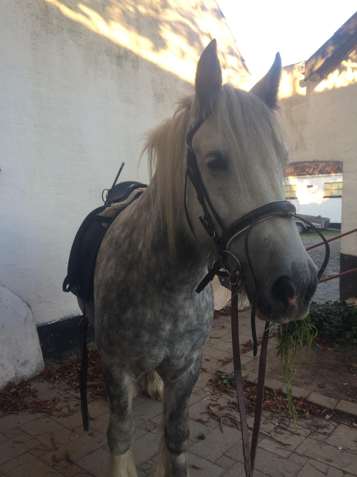 Tinker Manse (Tidligere Conn) billede 8