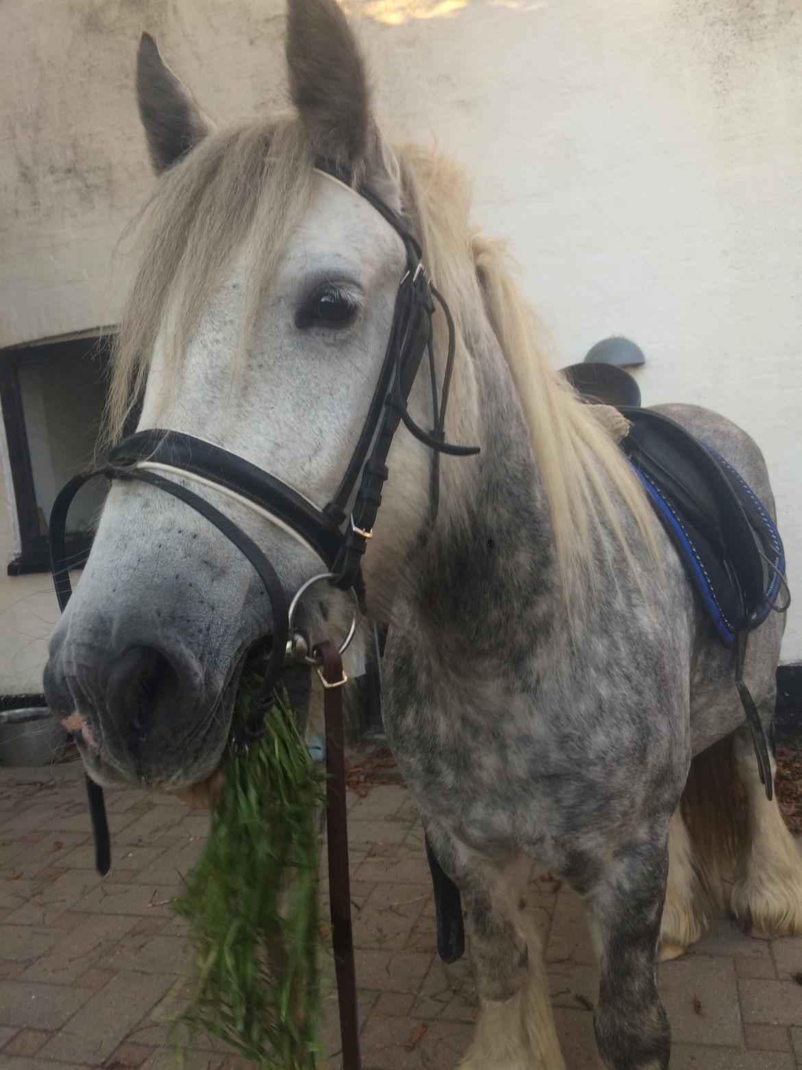 Tinker Manse (Tidligere Conn) billede 9